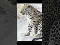 beautiful leopard on white sand wildlife jointhesafari africansafari