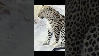 Beautiful leopard on white sand #wildlife #jointhesafari #africansafari