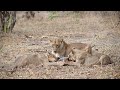 mother lion brought home dinner. lion cubs eating a warthog.