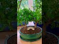 Zesty Pepper Bonsai Tree with Fresh Foliage & Bridge of Unity