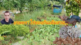 เกษตรผสมผสาน1ไร่ใส่เต็มพื้นที่ของกินเต็มสวนตอบโจทย์การทำเกษตรครบวงจร|กบปลาพารวย