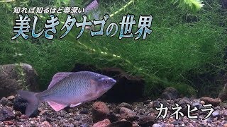 【美しきタナゴの世界】カネヒラ