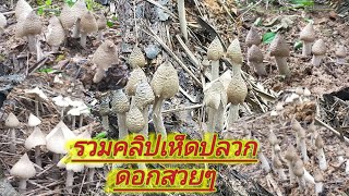 🍄รวมคลิปรวมช็อตเด็ดเห็ดปลวกหัวดำดอกสวยๆ🍄1/12/2565🍄