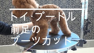 トイプードルブーツカット【前足】