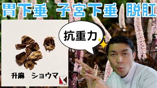 【漢方】升麻（ショウマ）１分で分かる生薬解説