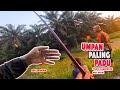 Mancing Ikan Sepat Siam || Saiz Tapak Tangan Banyak Kali Ni. Bergilir Mengasak !!