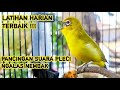 SUARA MASTERAN PLECI NGALAS NEMBAK DENGAN ISIAN VARIATIF SUARA PLECI LENGKAP BIKIN GACOR !