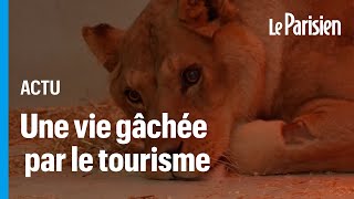 Opération de la dernière chance pour Léo, un lion dont la vie a été gâchée par le tourisme