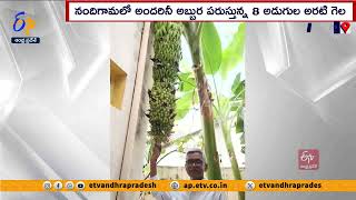 8 అడుగుల అరటి గెల | Eight Feet Banana Gela | Nandigama