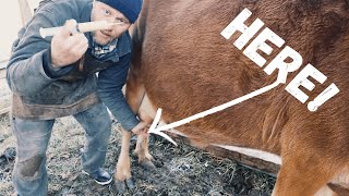 Man vs KICKING Cow | Daring Teet Injection