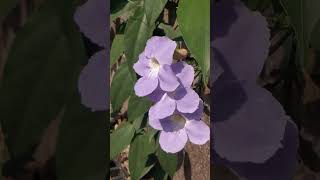 |Thunbergia laurifolia the laurel clockvineor blue trumpet vine#shorts