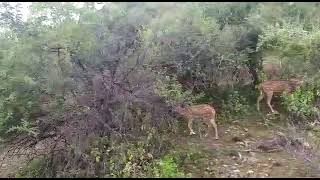 Thengumarahada forest