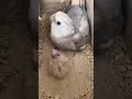 【今日のオカメさん】オカメインコの居る暮らし 46