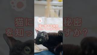 【猫好きの知識】猫に関する秘密を知っていますか？🐾