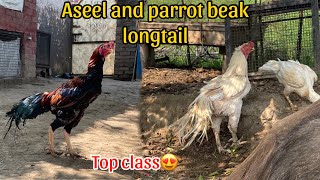 New chicks 🐣 of indian parrot beak long tail aseel at sandhu farm #viralvideo #aseel