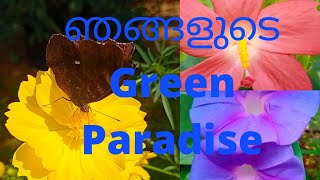 ഞങ്ങളുടെ Green Paradise എന്ന പൂന്തോട്ടത്തിലെ ചില കാഴ്ചകൾ🌹🌹/Suhara's world