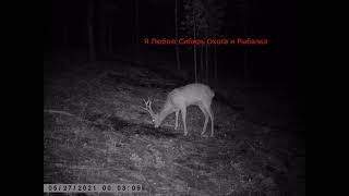 ОГРОМНЫЙ САМЕЦ СИБИРСКОЙ КОСУЛИ ПРИШЁЛ НА СОЛОНЕЦ A HUGE MALE SIBERIAN ROE DEER CAME TO SOLONETS