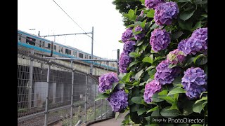 Asukayama ParkHydrangea small diameter.   飛鳥山公園・あじさいの小径Ⅱ