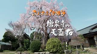 【こんにちは伊那谷】増泉寺の天蓋桜 2022-7-4W