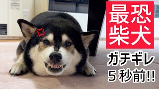 【最恐柴犬】ガチギレ５秒前！！