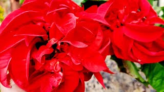 Poinsettia in full bloom