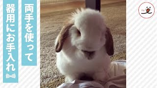 両手を器用に使って洗顔するうさぎちゃん🐇🎀【PECOTV】