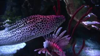 Sealife Helsinki - Short Tour