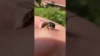 The cutest little bee 🐝 #nature #bee #cute