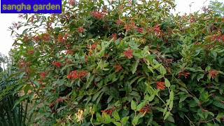 Firebush Plant!!