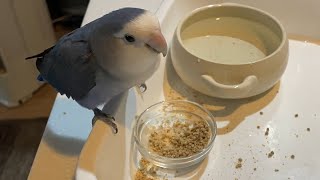 夕食中にお湯はりが終了するコザクラインコのくり