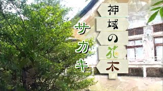 境内の花木【サカキ】