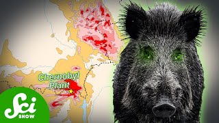 Chernobyl's Radioactive Wild Boar Paradox