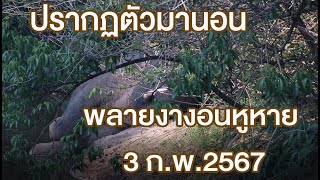 งางอนนอนแน่ พ่องางอนหูหาย ปรากฏตัว 3 ก.พ.2567 #ช้างป่า #ช้างเขาใหญ่