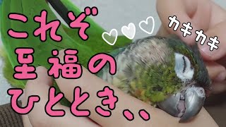 【ウロコインコ】いつものふたり♪︎カキカキ