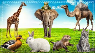 Bustling animal world sounds around us: Otter, Horse, Sika deer, Polar bear, Chicken, Frog