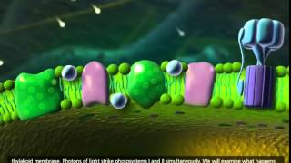 Photosynthesis Light-Dependent Reaction