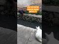 KUCING RASA MANUSIA..KEPO OO😅| shorts#short##shortsfeed cat#animals#catlover#kucing#funny#viralvideo