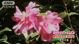 赤に白にピンク　大島でさざんかの花が今が見頃(12/11/11)