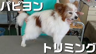 【トリミング】５倍速でわかる！パピヨンのグルーミング【１１４時間目】　|　(5Xspeed)Trimming for Papillon