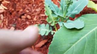 Shade gardening in the Pennsylvania mountains - June