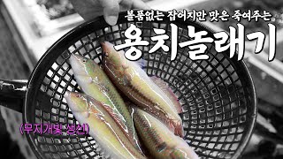 낚시꾼들이 미치고 환장하는 맛좋은 생선 1위 영롱하다🥇