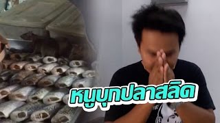 ผมขอโทษ พ่อค้ารับฝูงหนูรุมแทะปลาสลิด | 22-11-59 | เช้าข่าวชัดโซเชียล | ThairathTV