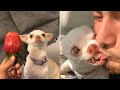 mreviatar Tiktok | Funny Tiktok angry Dogs Compilations ep1