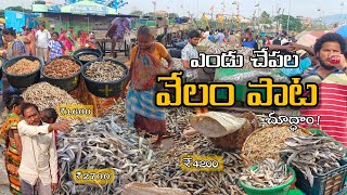 ఎండు చేపల వేలం పాట | ఎండు చేపలు చేపల మార్కెట్ లో | Dry fish market telugu | Dry fish market