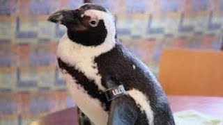 World Penguin Day