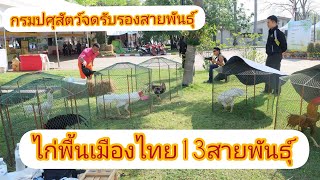 ไก่พื้นเมืองไทย13สายพันธุ์​