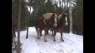 Horse logging in Southern Ontario Oct2013Trailer for 25 min.video