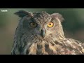 eagle owl invasion five owl farm bbc earth