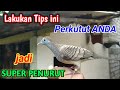 cara agar perkutut mbendoro || penurut dan ngalem sama pemilik