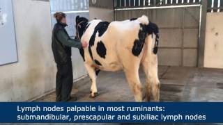 Lymph node palpation in ruminants